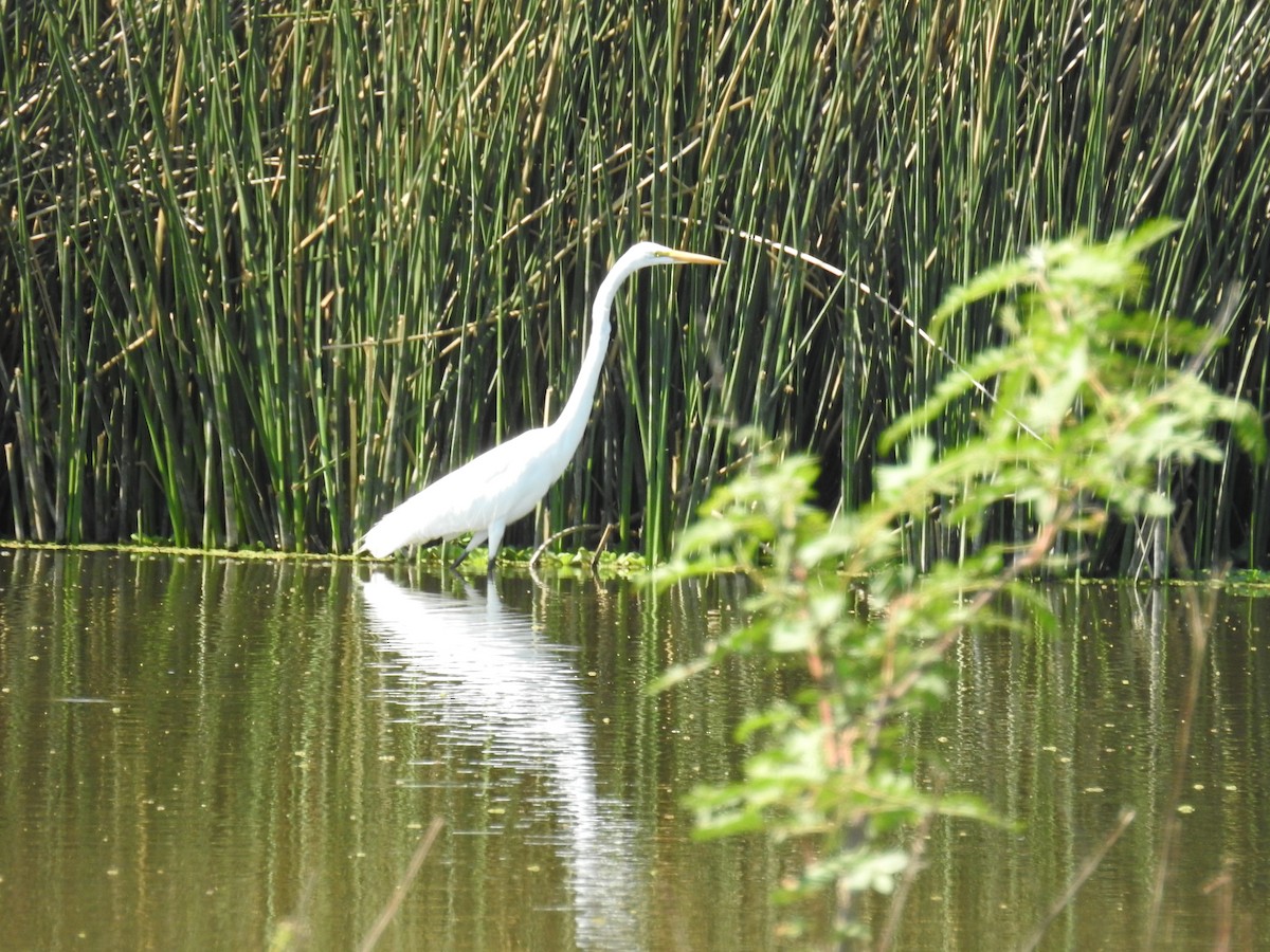 volavka bílá - ML644821996