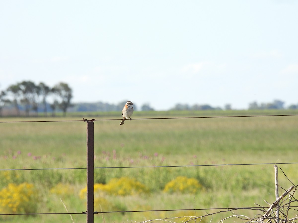 Morgenammer - ML644821997