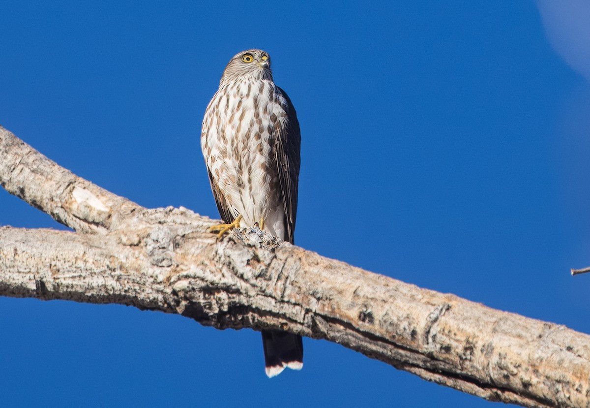 Sharp-shinned Hawk - ML644821999