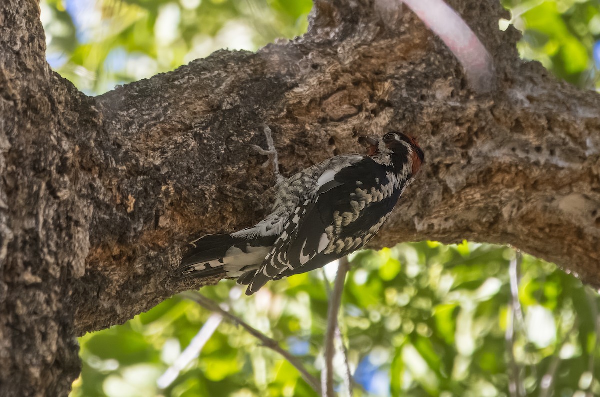 Red-naped Sapsucker - ML644822002