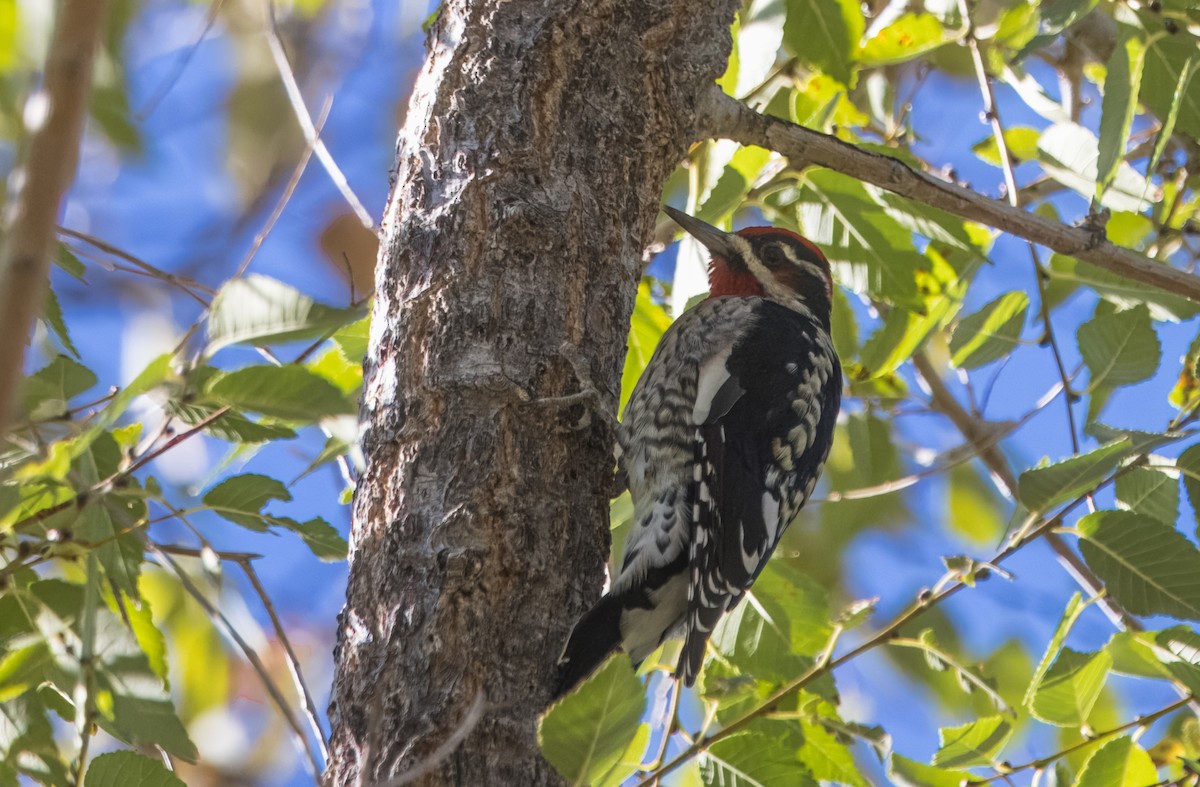 Red-naped Sapsucker - ML644822003