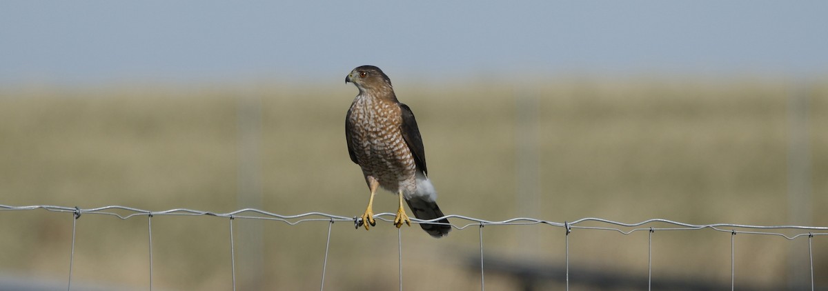 Cooper's Hawk - ML644822004