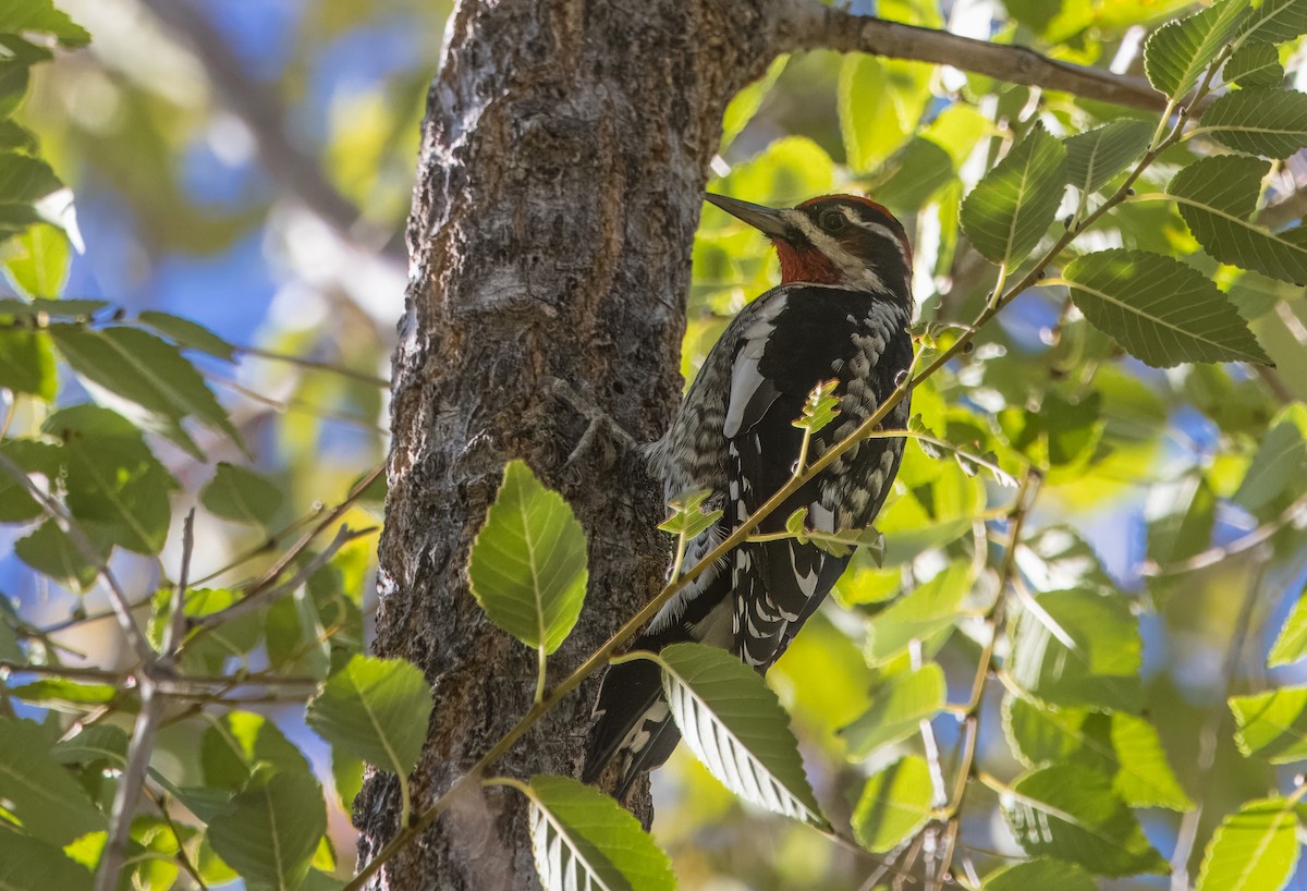 Red-naped Sapsucker - ML644822005