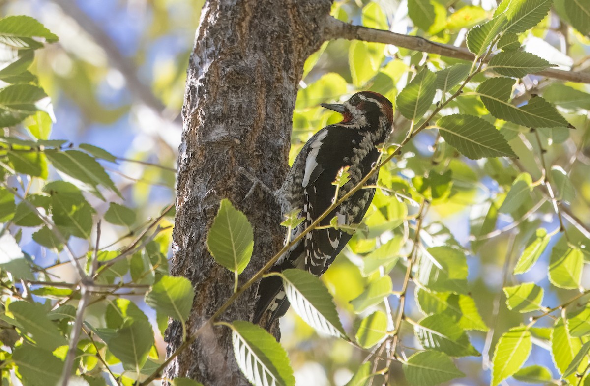 Red-naped Sapsucker - ML644822009