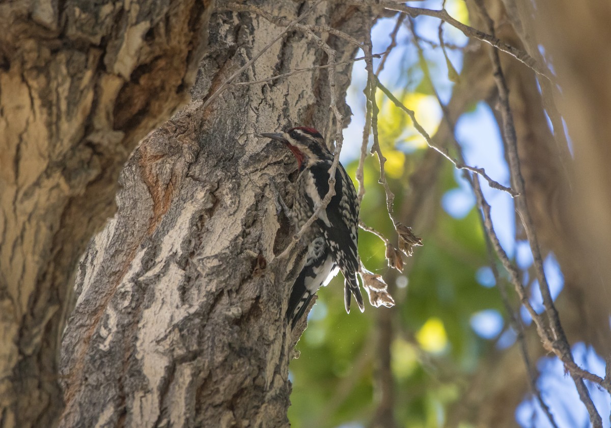 Red-naped Sapsucker - ML644822010