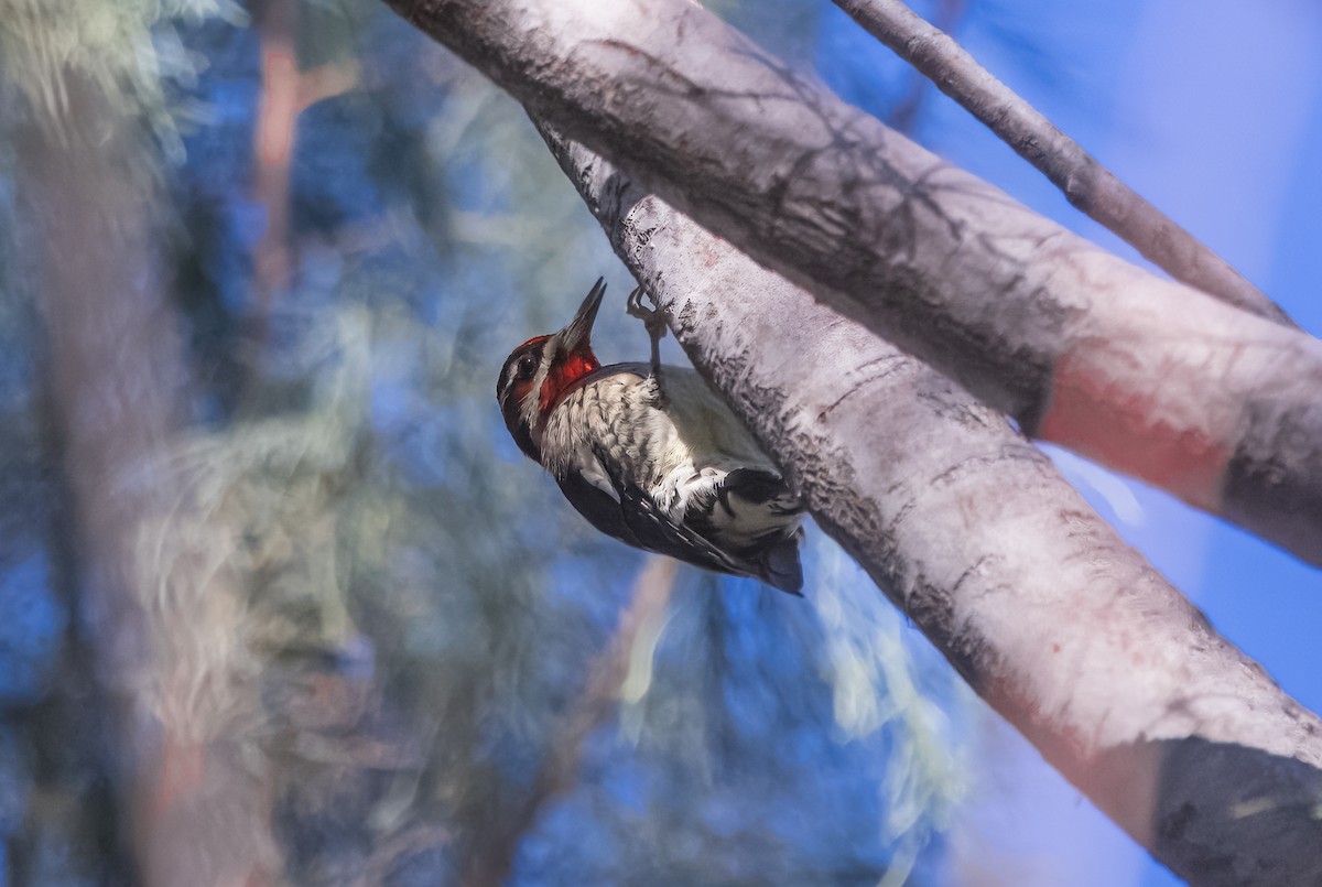 Red-naped Sapsucker - ML644822014