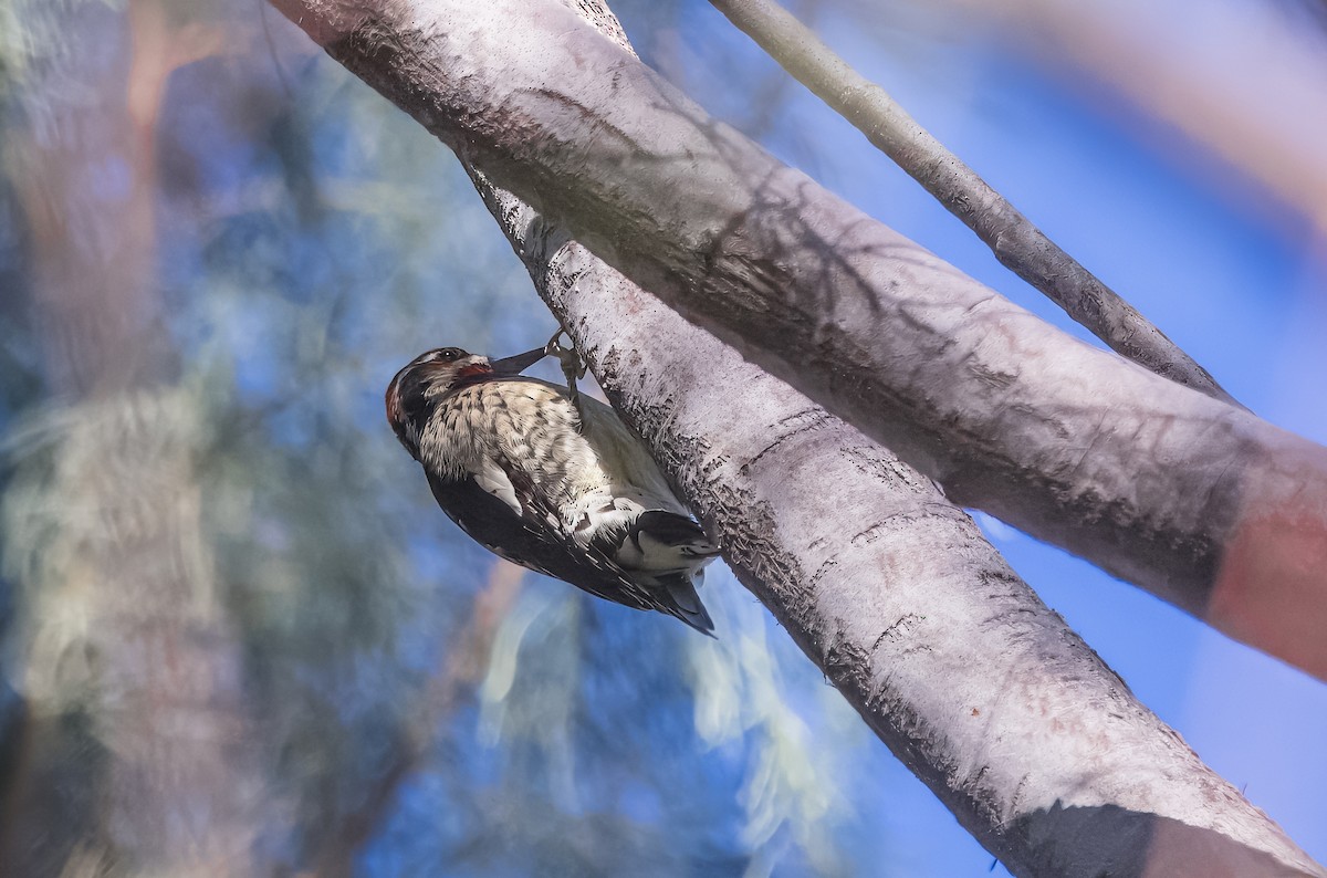 Red-naped Sapsucker - ML644822015