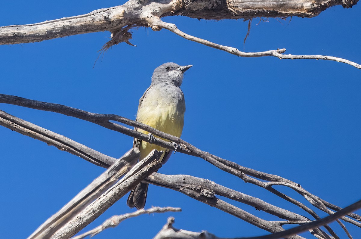 Cassin's Kingbird - ML644822016