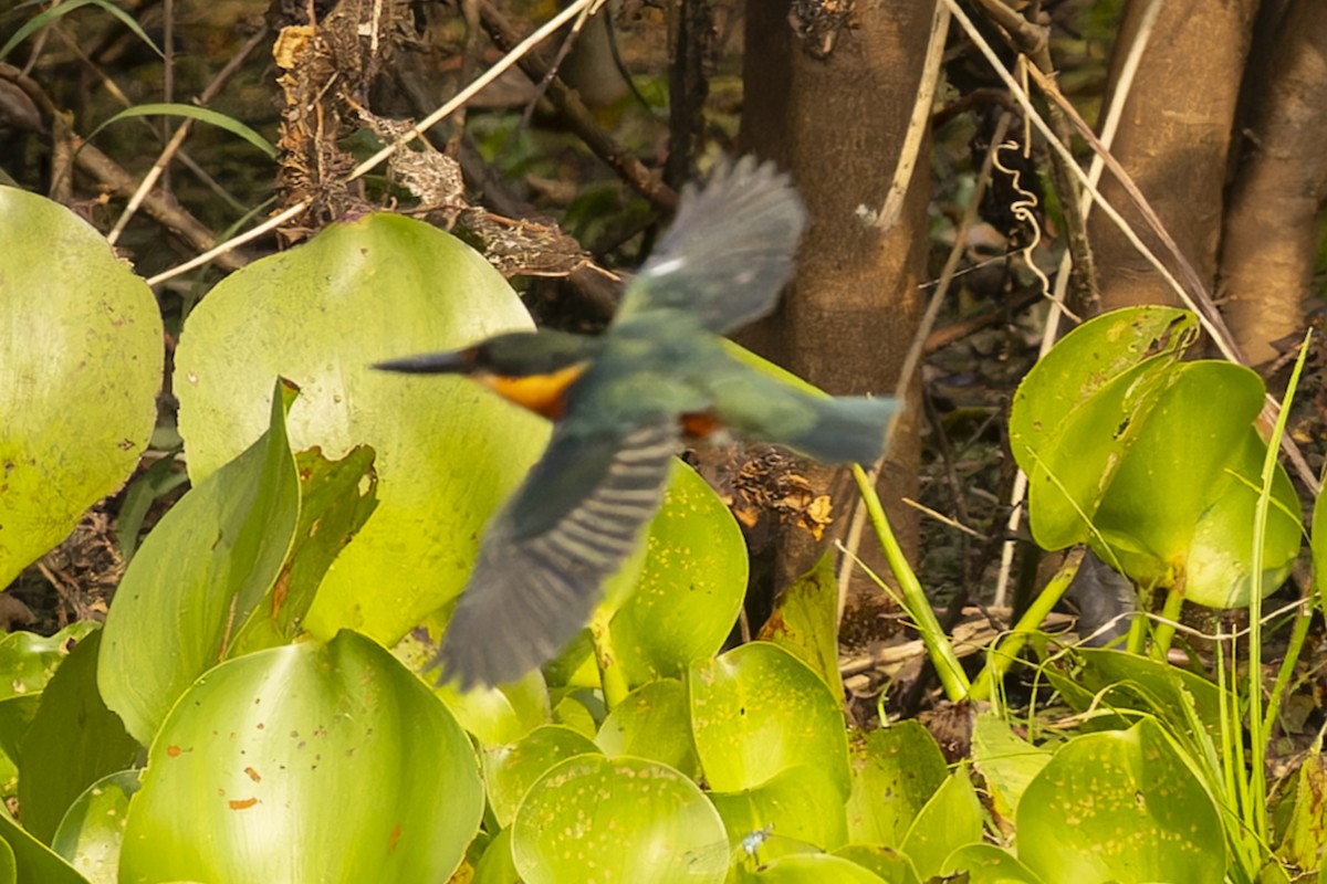 Erzfischer - ML644822019