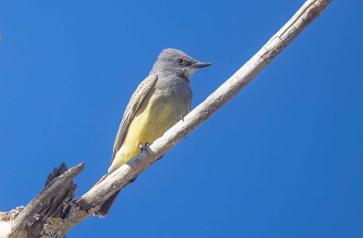 Cassin's Kingbird - ML644822021