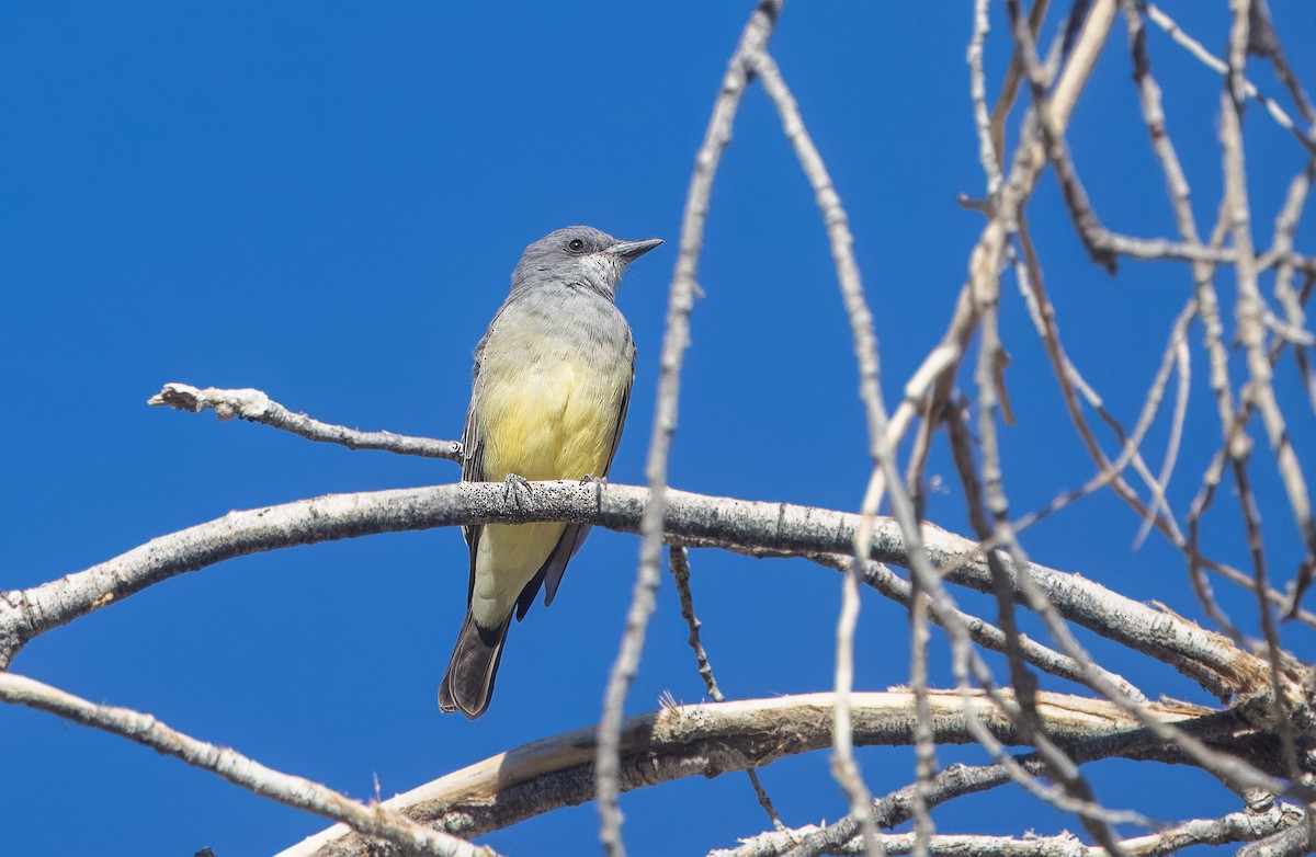 Cassin's Kingbird - ML644822022