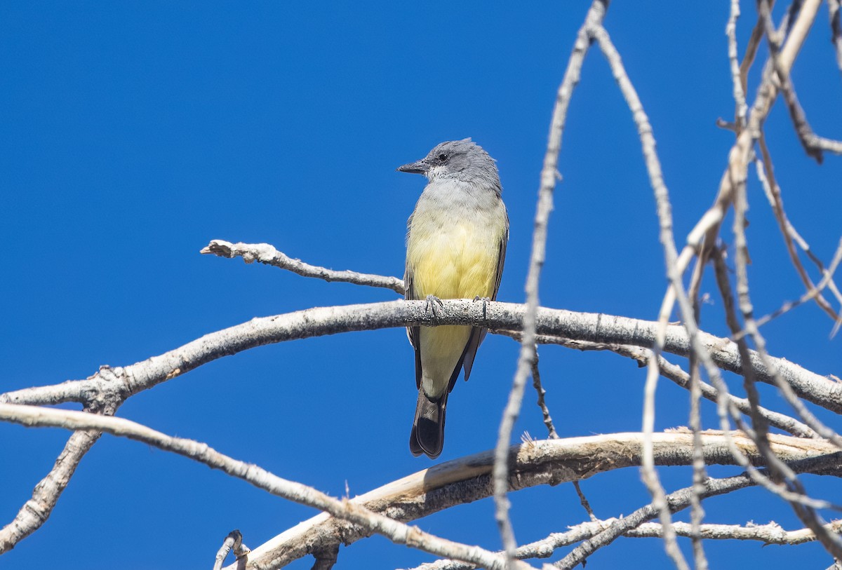 Cassin's Kingbird - ML644822023