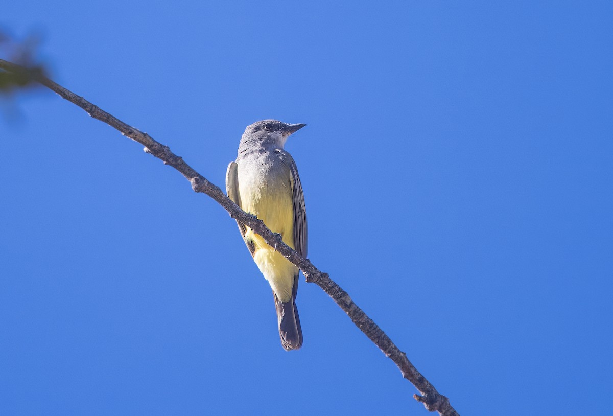 Cassin's Kingbird - ML644822024