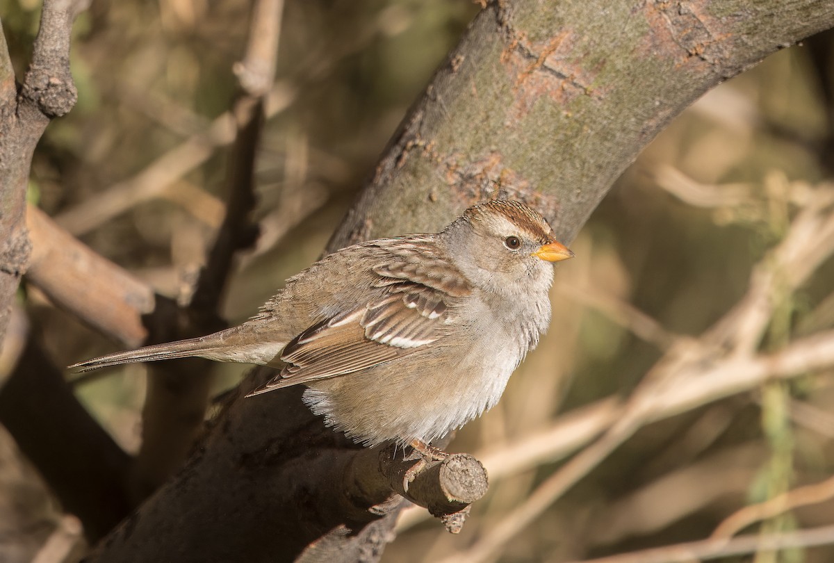 White-crowned Sparrow - ML644822030