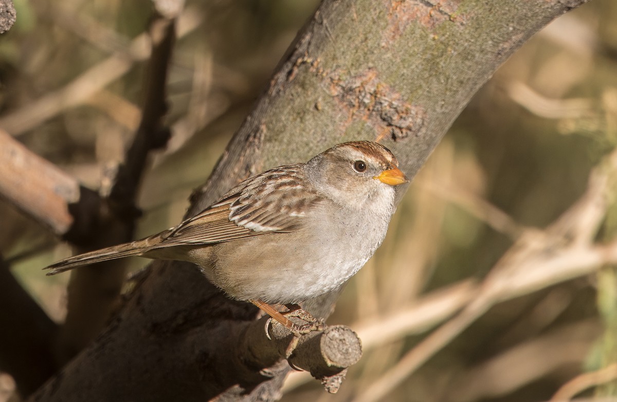 White-crowned Sparrow - ML644822032