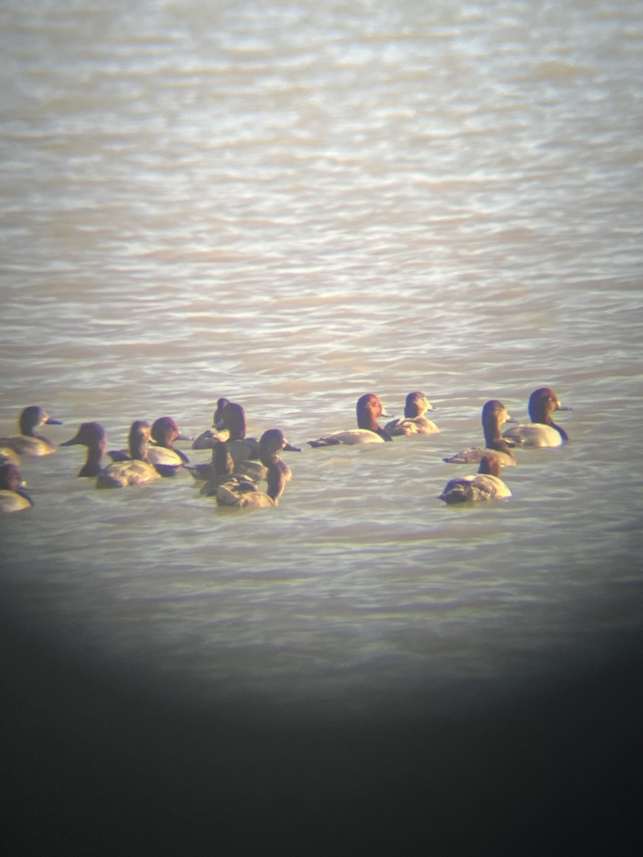 Redhead - ML644822062