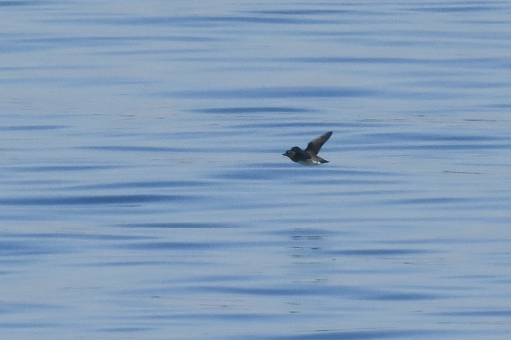 Cassin's Auklet - ML644822090