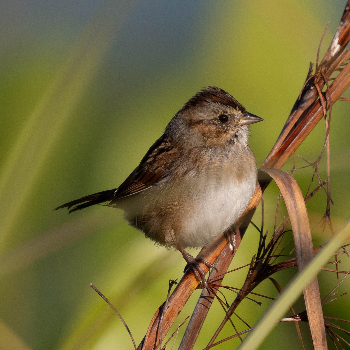 Bruant des marais - ML644822094