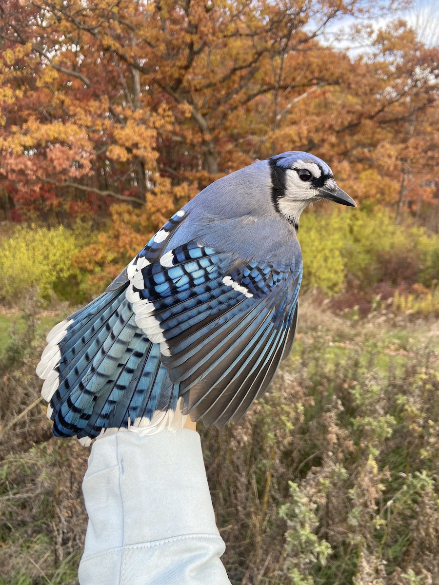 Blue Jay - ML644822106