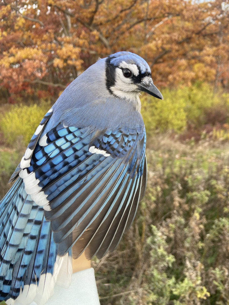 Blue Jay - ML644822107