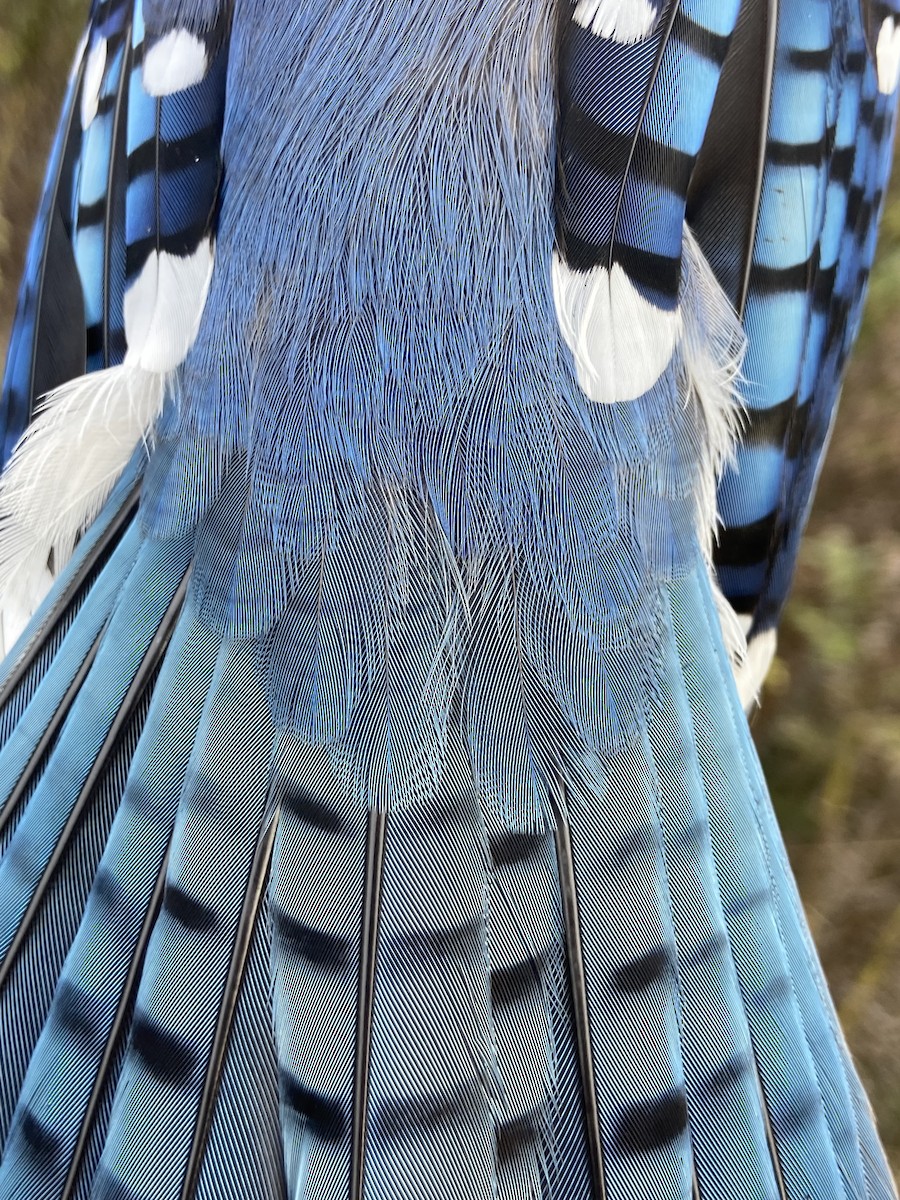 Blue Jay - ML644822108