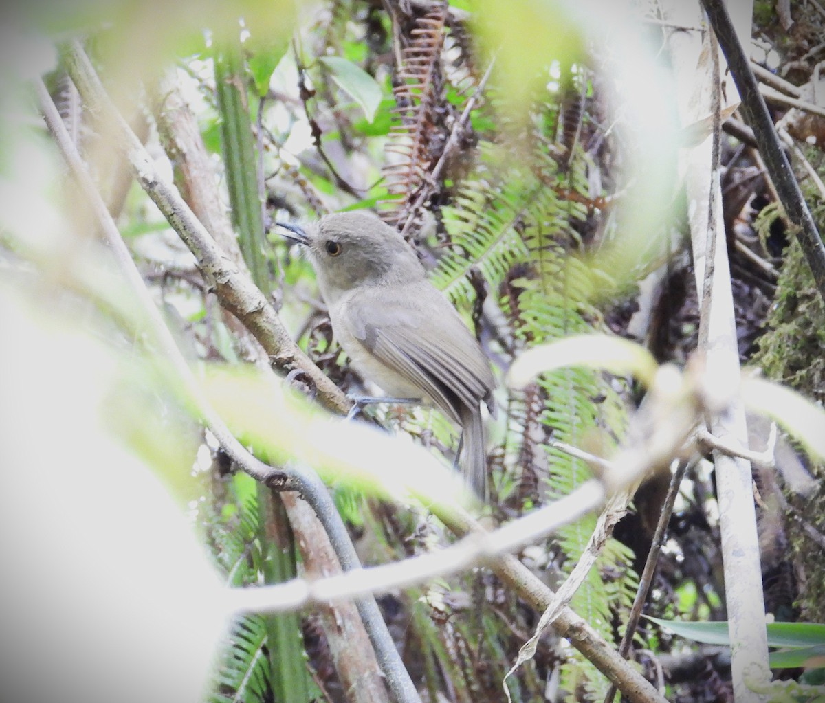 Dark Newtonia - ML644822141