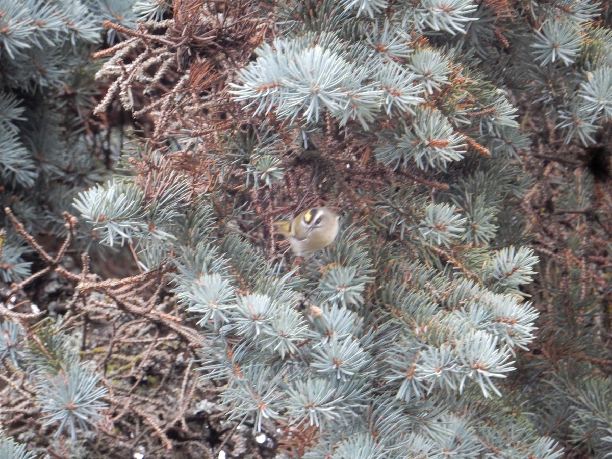 Golden-crowned Kinglet - ML644822160