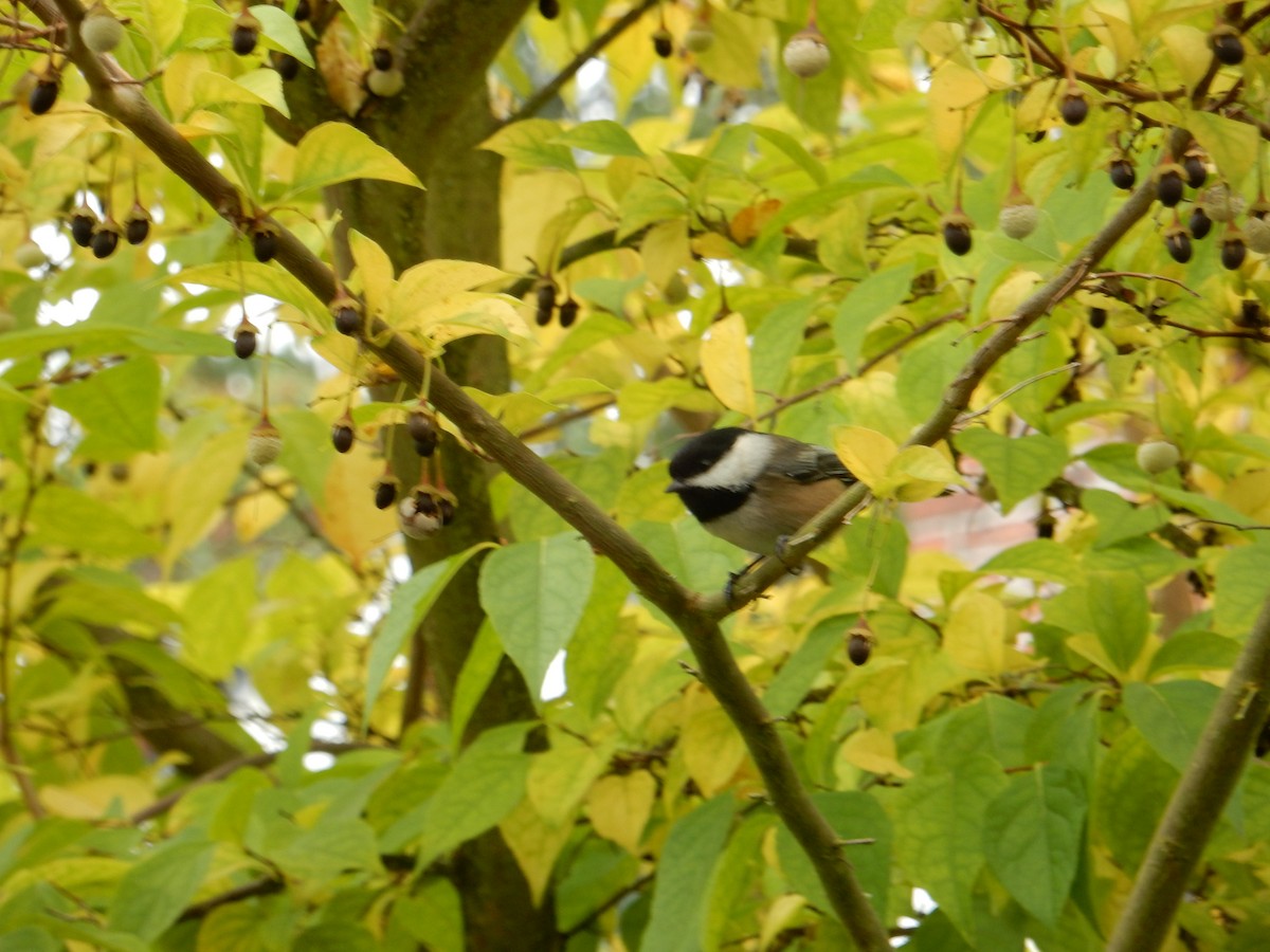 Black-capped Chickadee - ML644822165