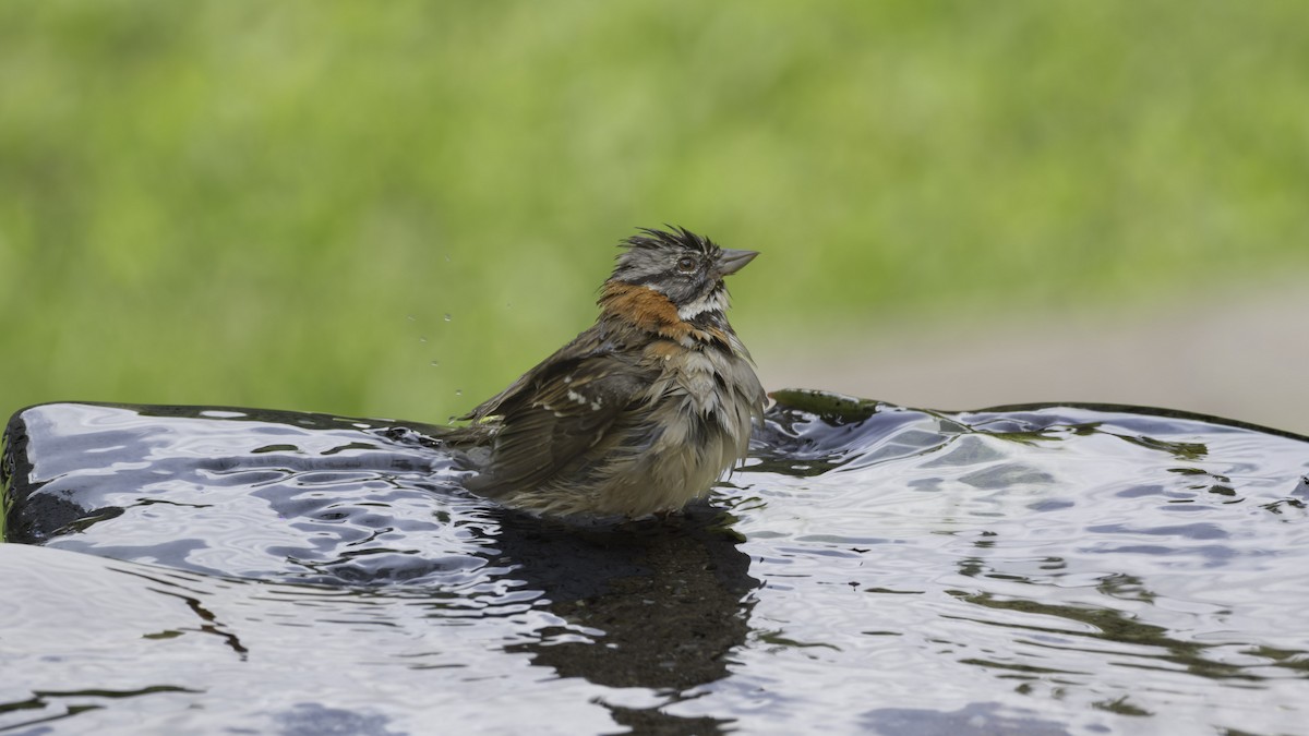 Morgenammer - ML644822169