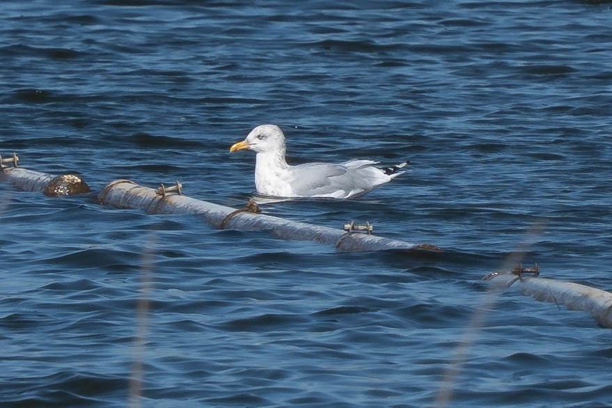 American Herring Gull - ML644822174