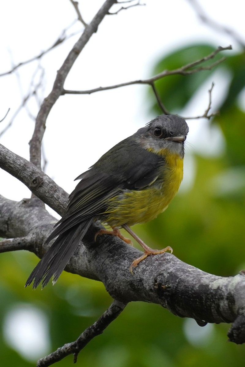 Doğulu Sarı Bülbül - ML644822181