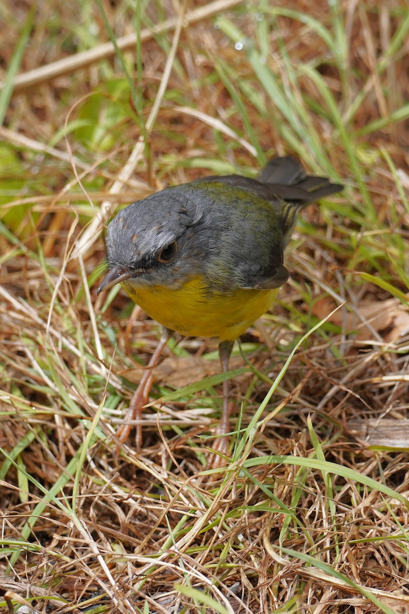 Doğulu Sarı Bülbül - ML644822182