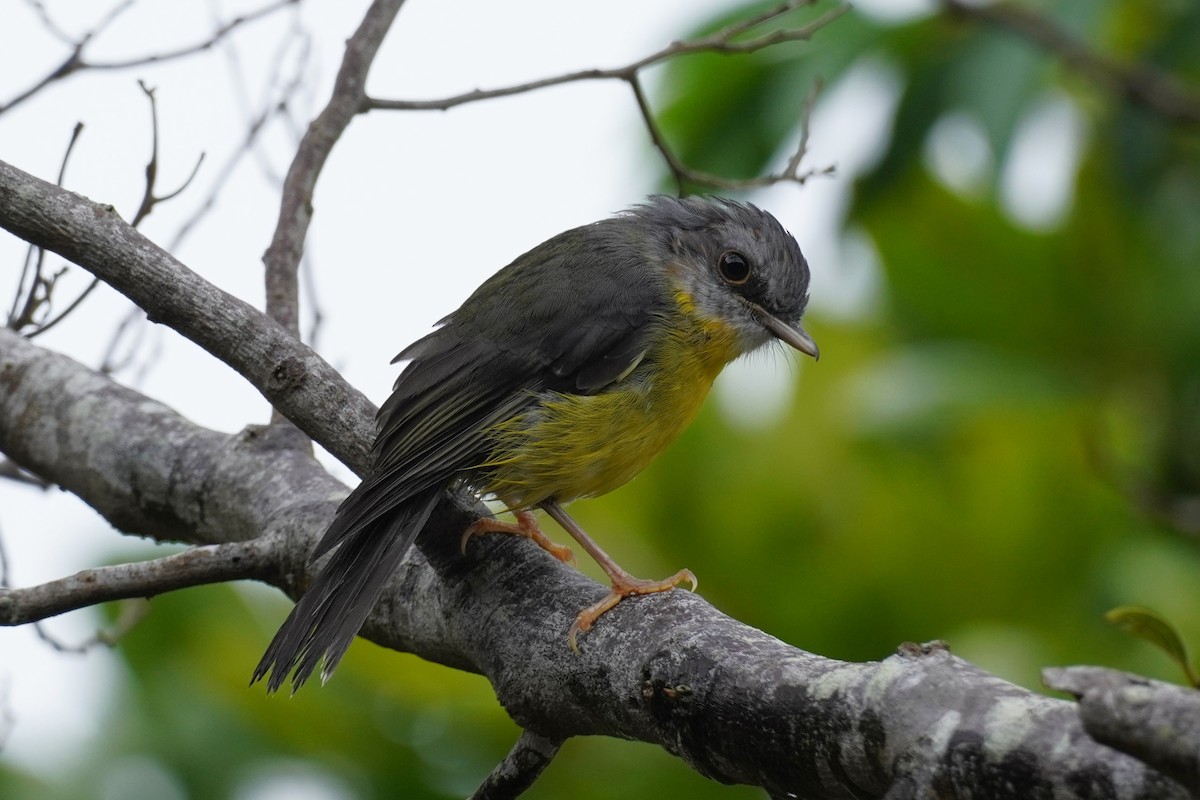 Doğulu Sarı Bülbül - ML644822183