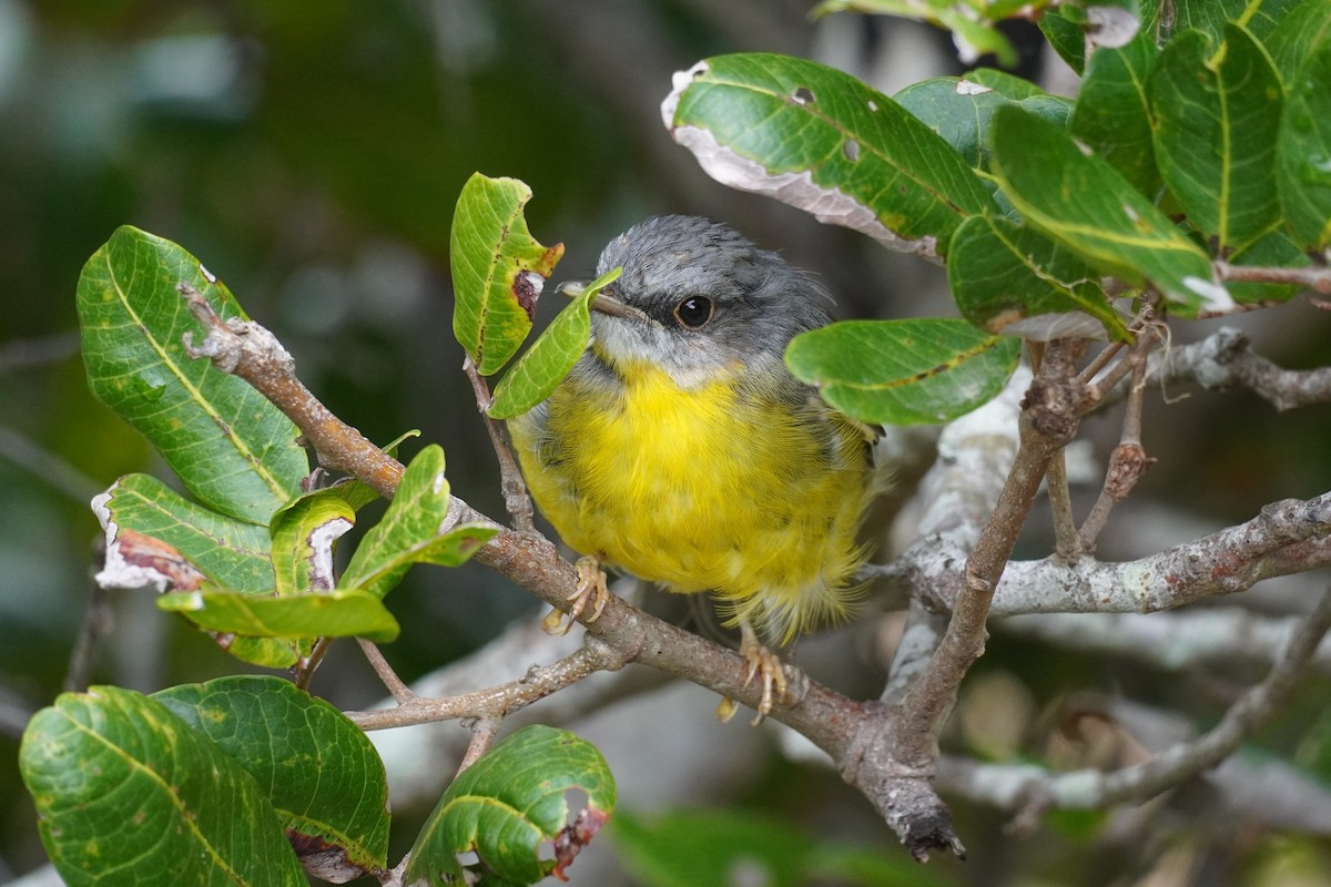 Doğulu Sarı Bülbül - ML644822184