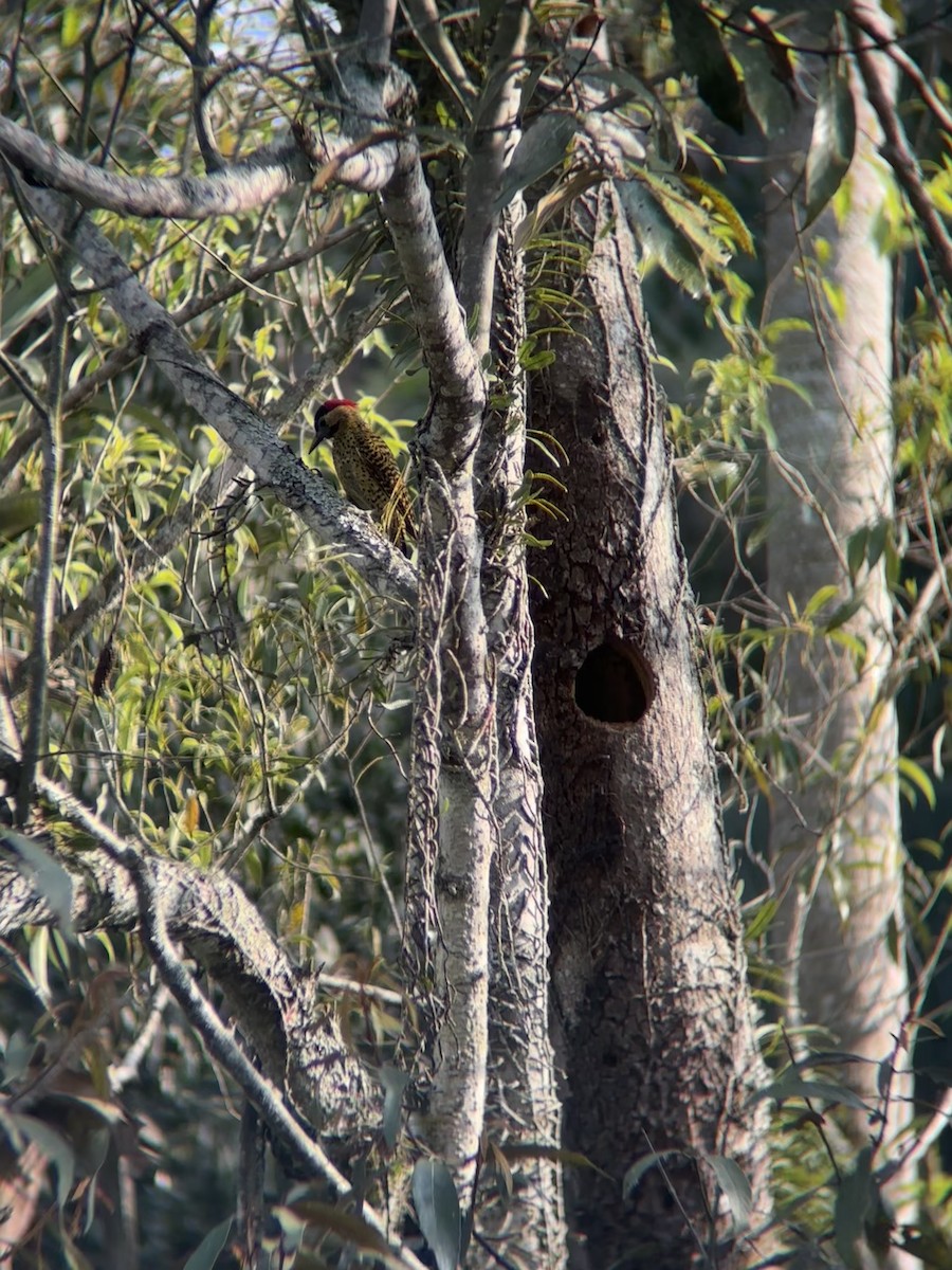 Carpintero Real - ML644822185