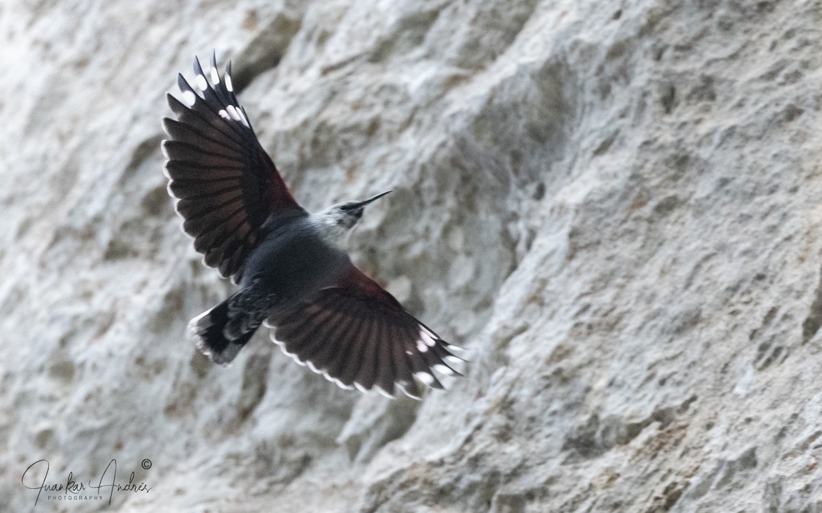 Стінолаз - ML644822189