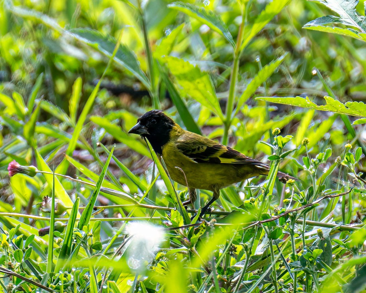 Hooded Siskin - ML644822196