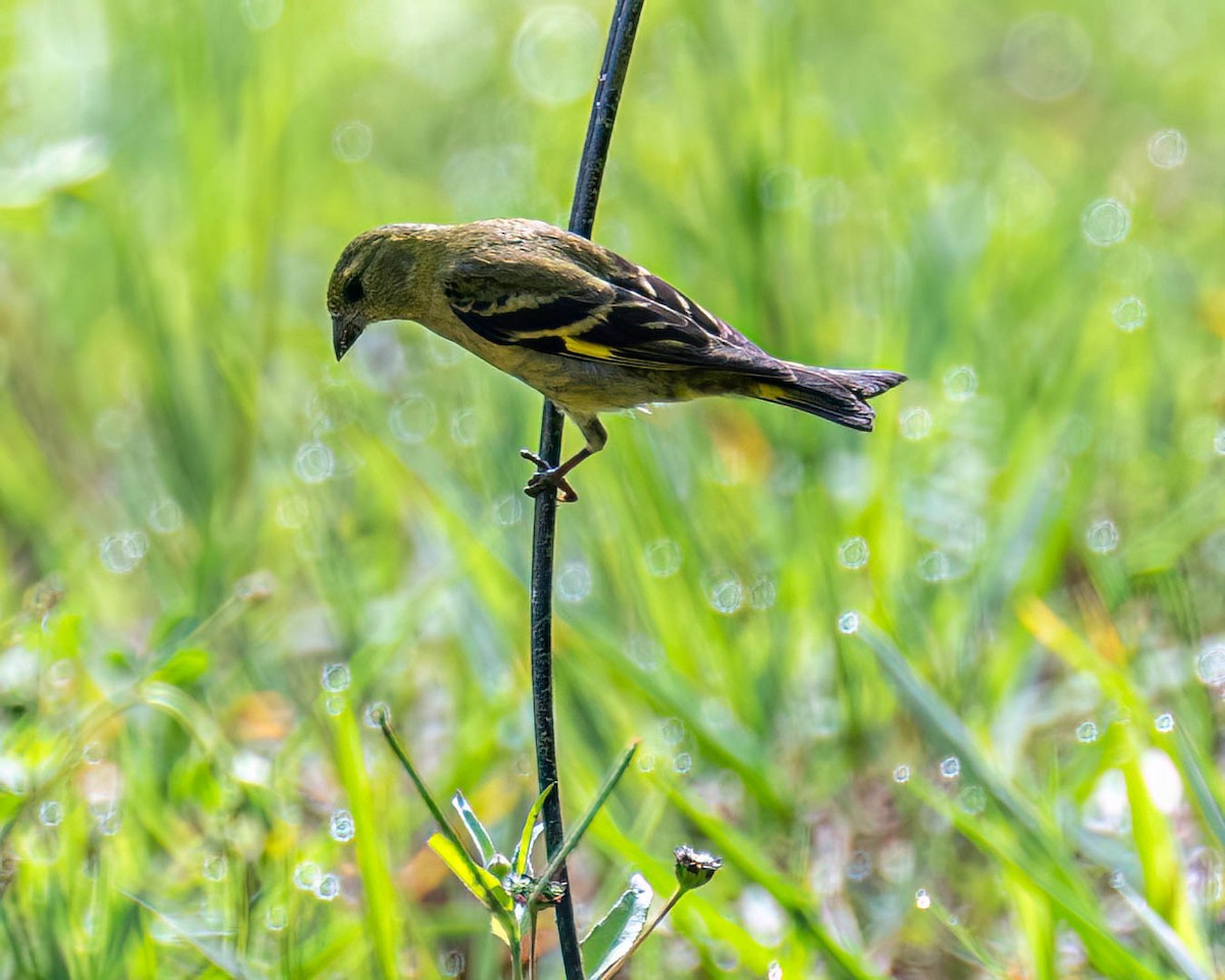 Hooded Siskin - ML644822197