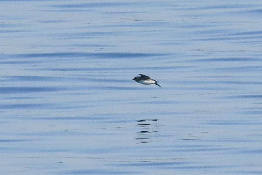 Cassin's Auklet - ML644822215