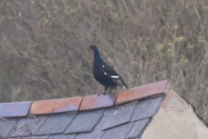 Black Grouse - ML644822223