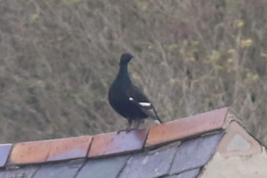 Black Grouse - ML644822224