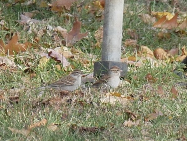 Chipping Sparrow - ML644822227