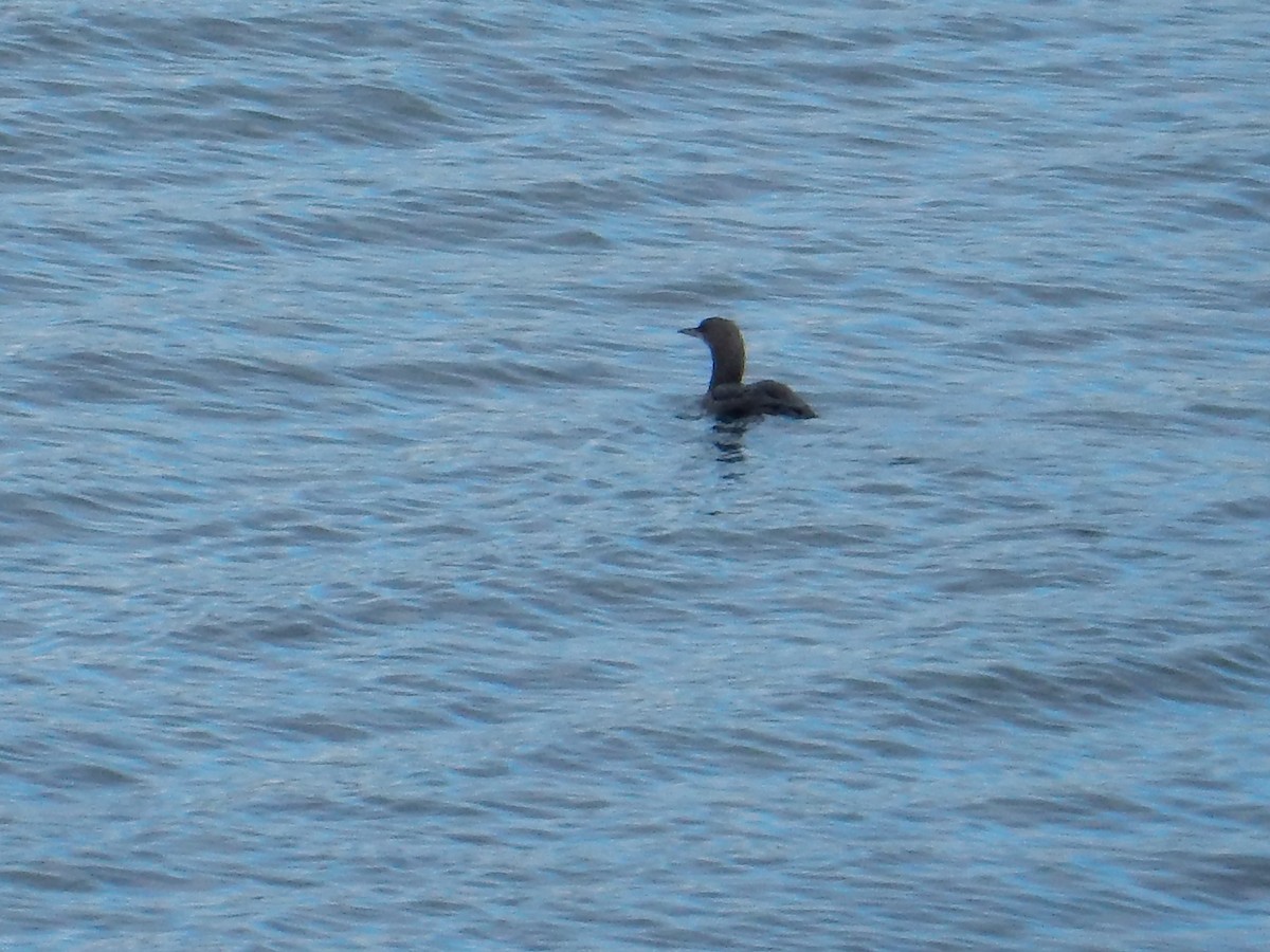 太平洋潛鳥 - ML644822229