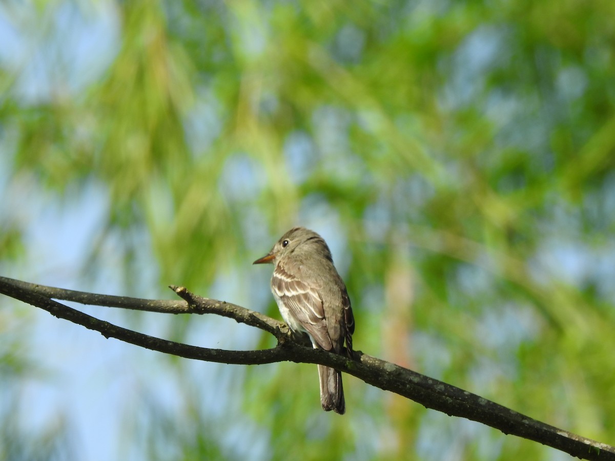 Eastern Wood-Pewee - ML644822240