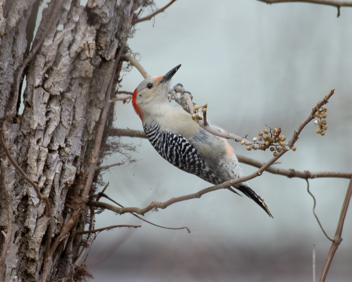 Carolinaspecht - ML644822270