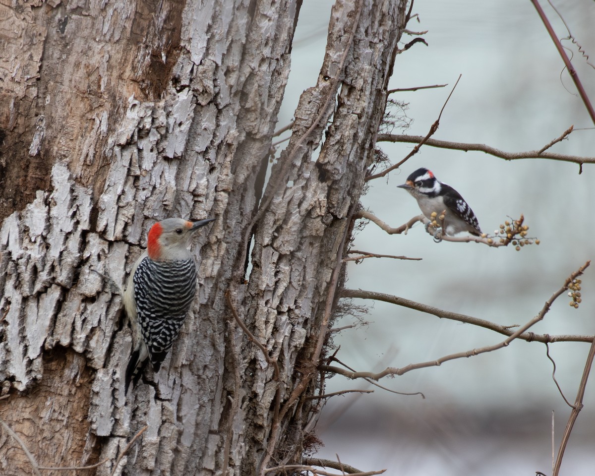 Carolinaspecht - ML644822271