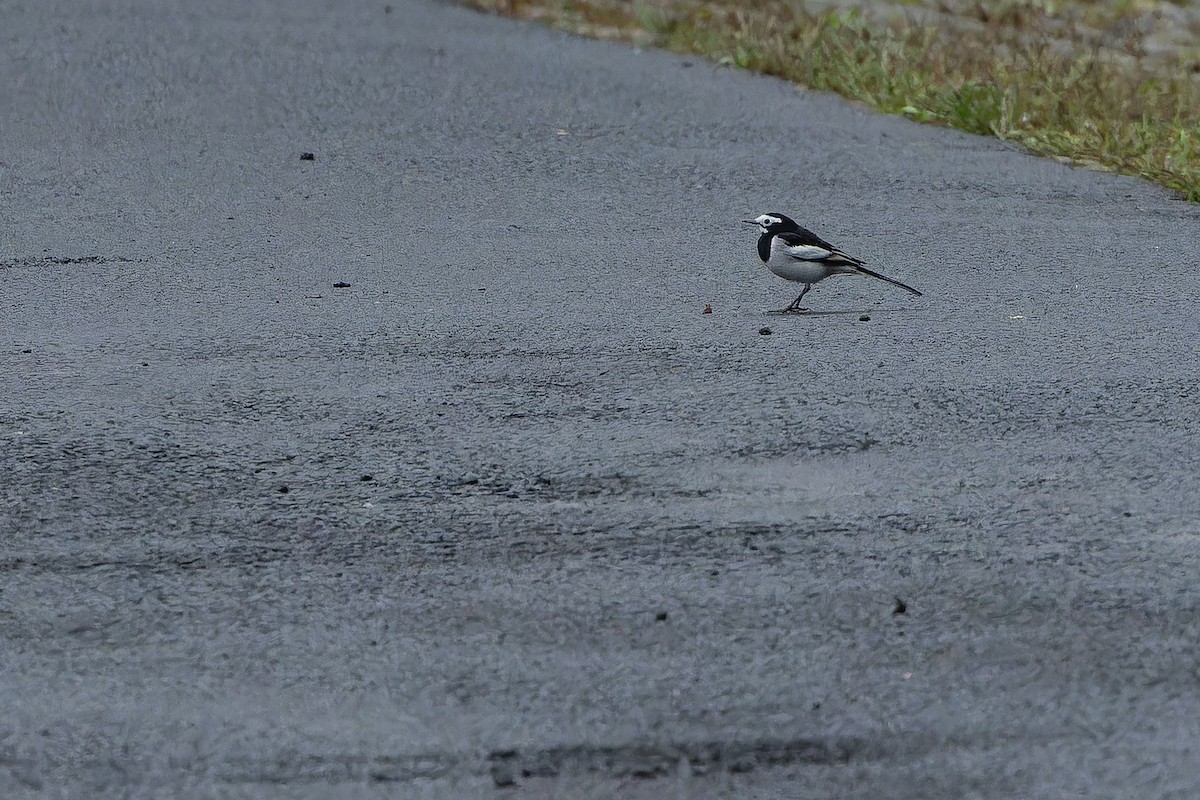 konipas bílý (ssp. alboides) - ML644822274