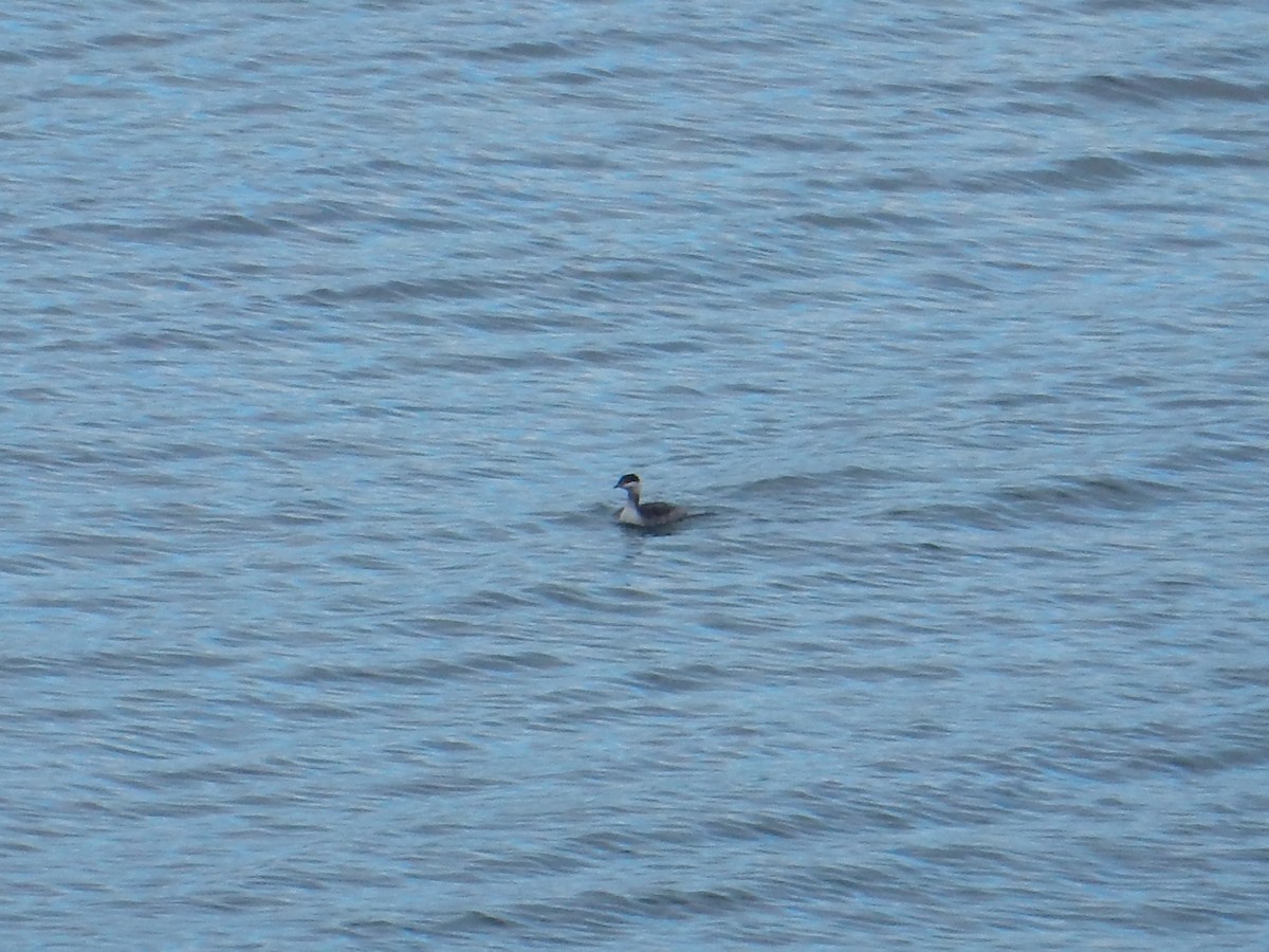 Txilinporta urrebelarria - ML644822275