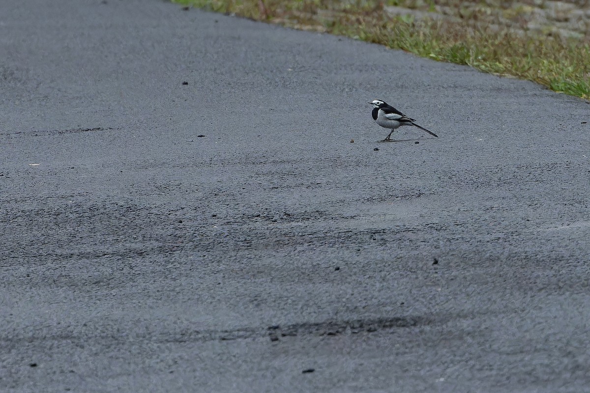 konipas bílý (ssp. alboides) - ML644822276