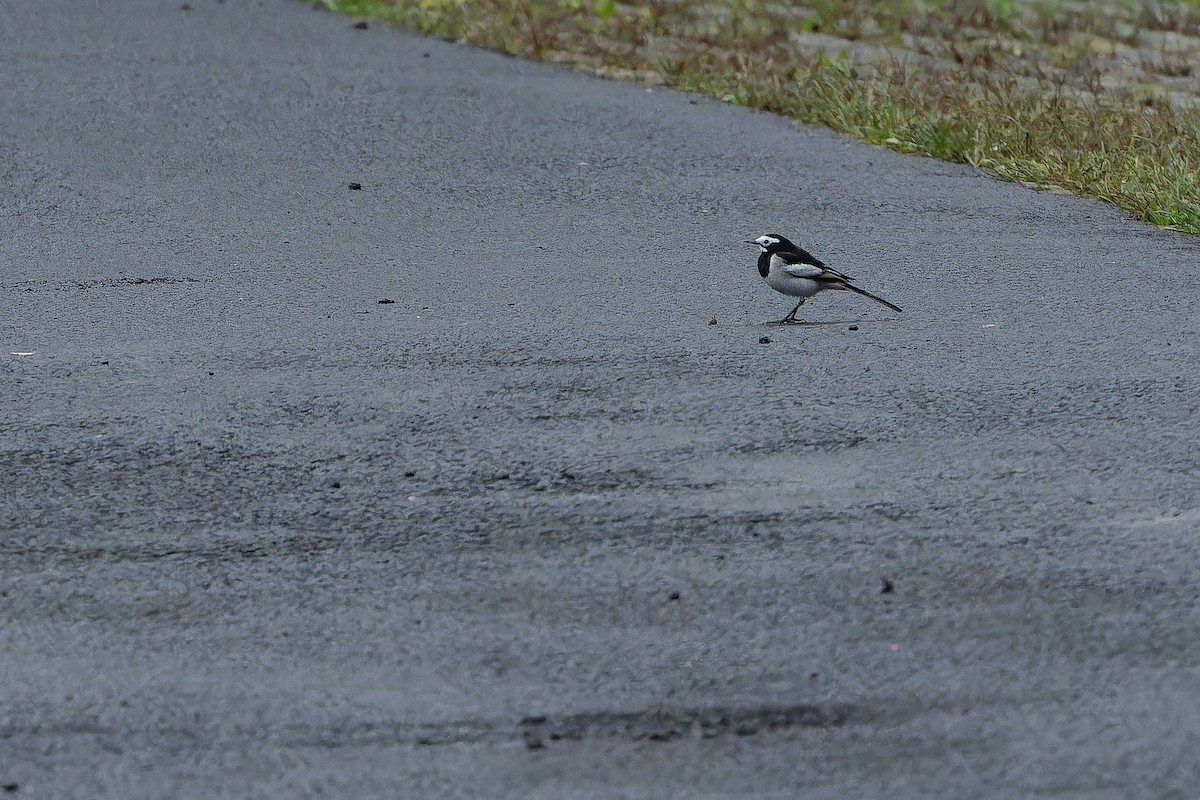 konipas bílý (ssp. alboides) - ML644822277